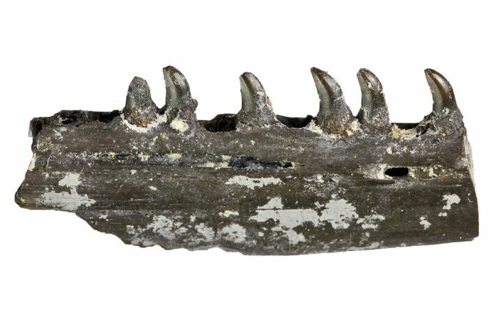Permian Synapsid (Mycterosaurus) Jaw Section - Oklahoma #140088